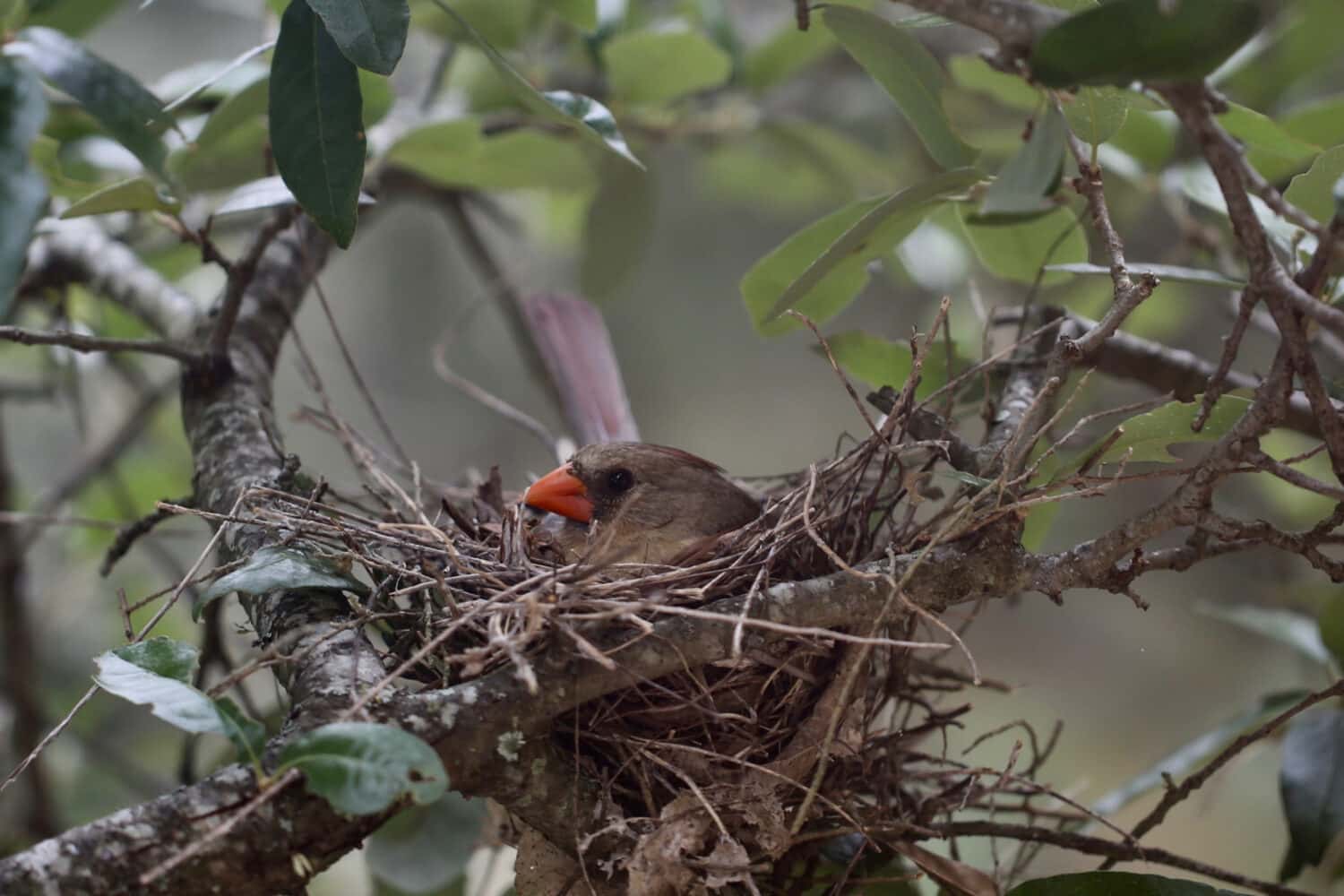 Discover the Official State Bird of Virginia