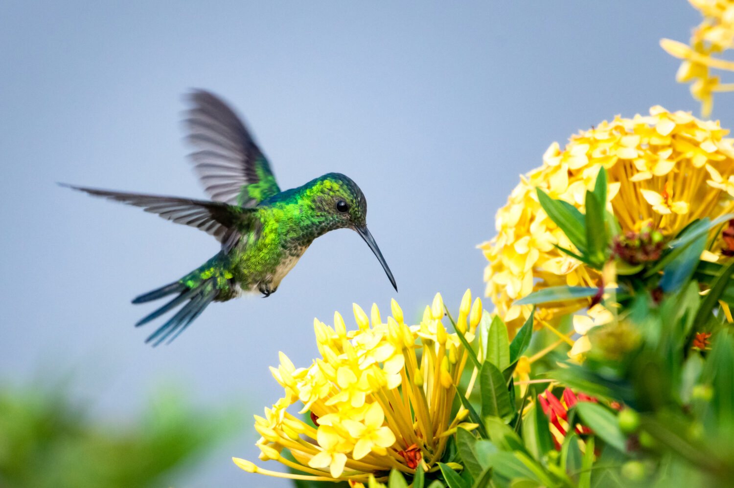 Discover 5 Colors That Hummingbirds Are Attracted To