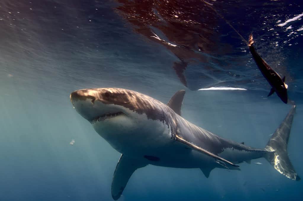 Great White Shark Spotted Dangerously Close To California Beach