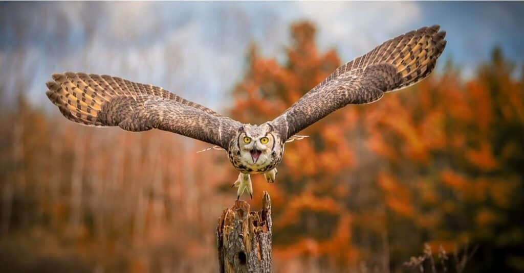 Discover the 27 Largest Flying Birds in Florida