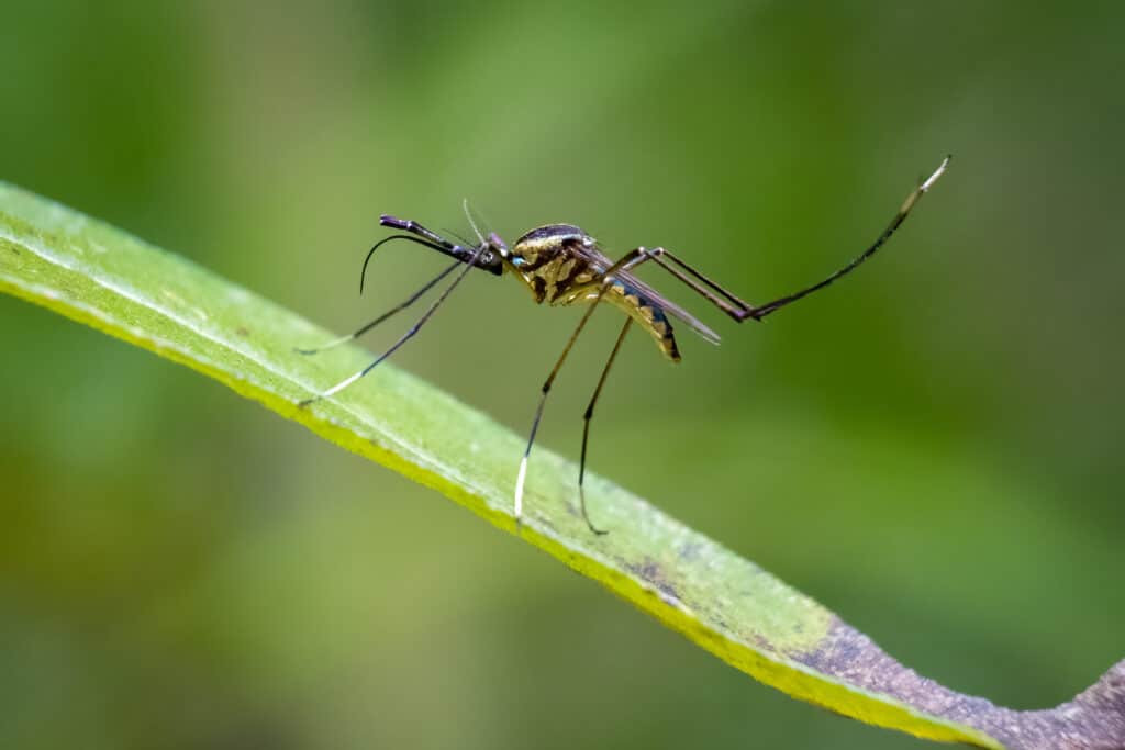 New York's Flying Terrors: The 8 Most Dangerous Animals in the State's Skies