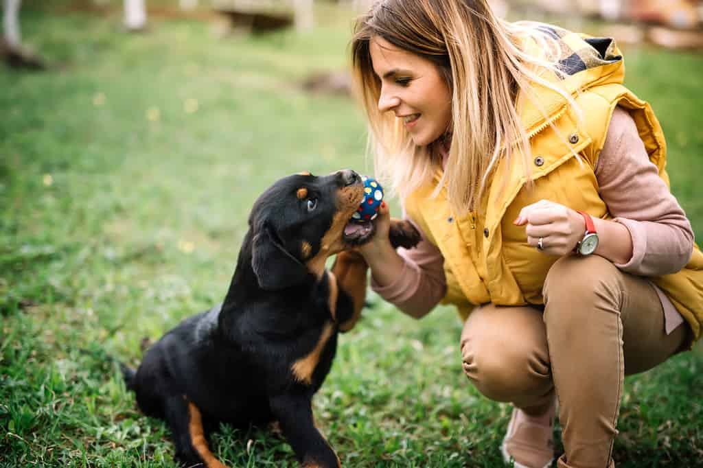 How to Train Your Rottweiler: The 4 Best Methods and Tips