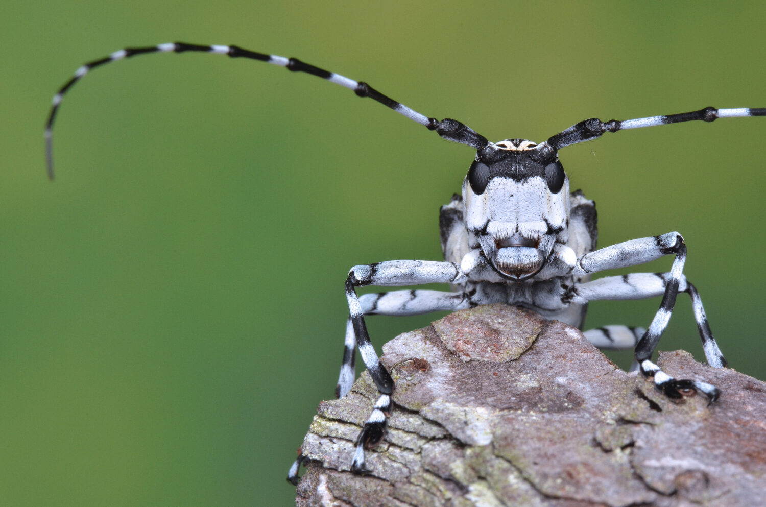 New York's Flying Terrors: The 8 Most Dangerous Animals in the State's Skies