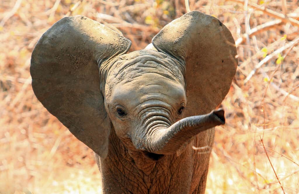 Discover Why Elephants Need Such Long Trunks 