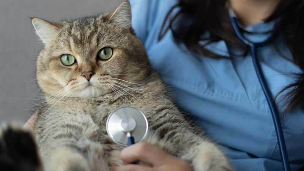 British Shorthair Prices in 2023: Purchase Cost, Vet Bills, and Other Costs