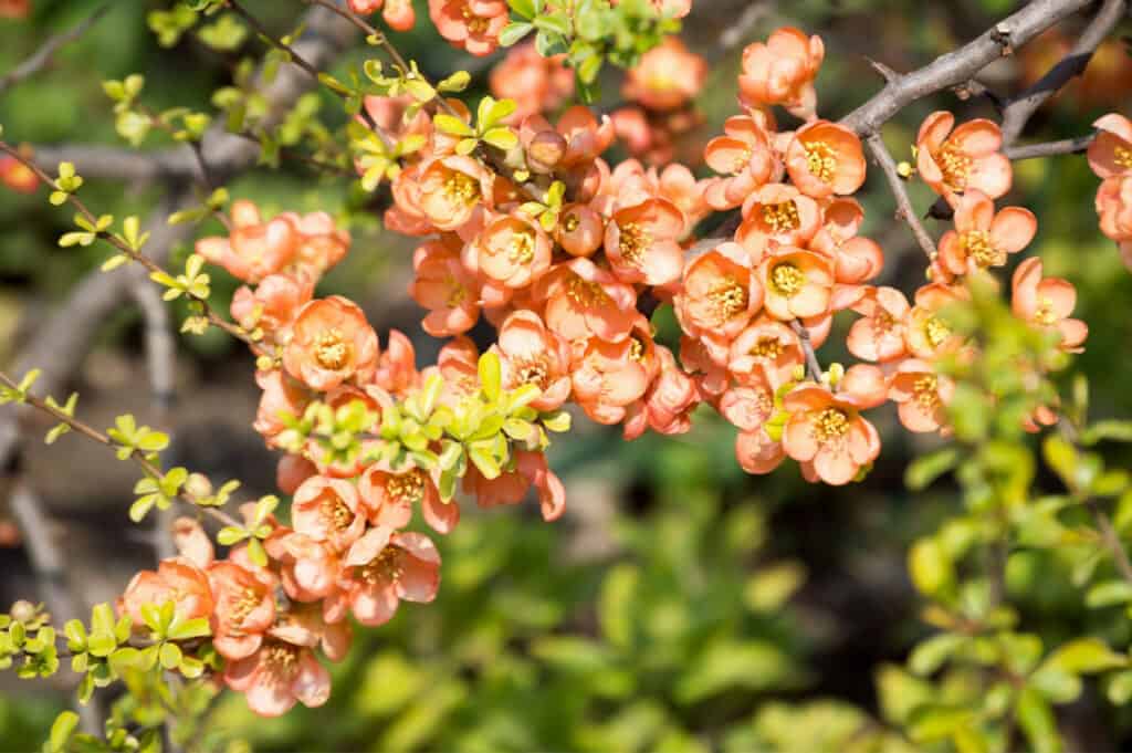 Discover the 10 Best Shrubs to Plant in Ohio (From Flowering to Evergreen!)