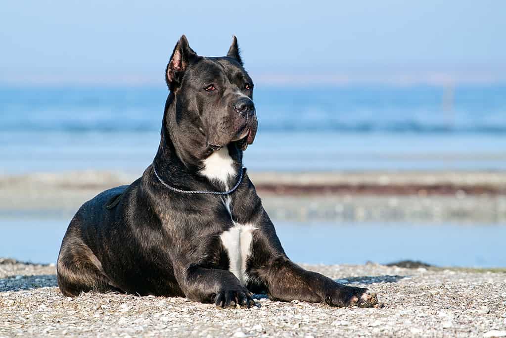 Cane Corso Lifespan: Average Life Expectancy and More!