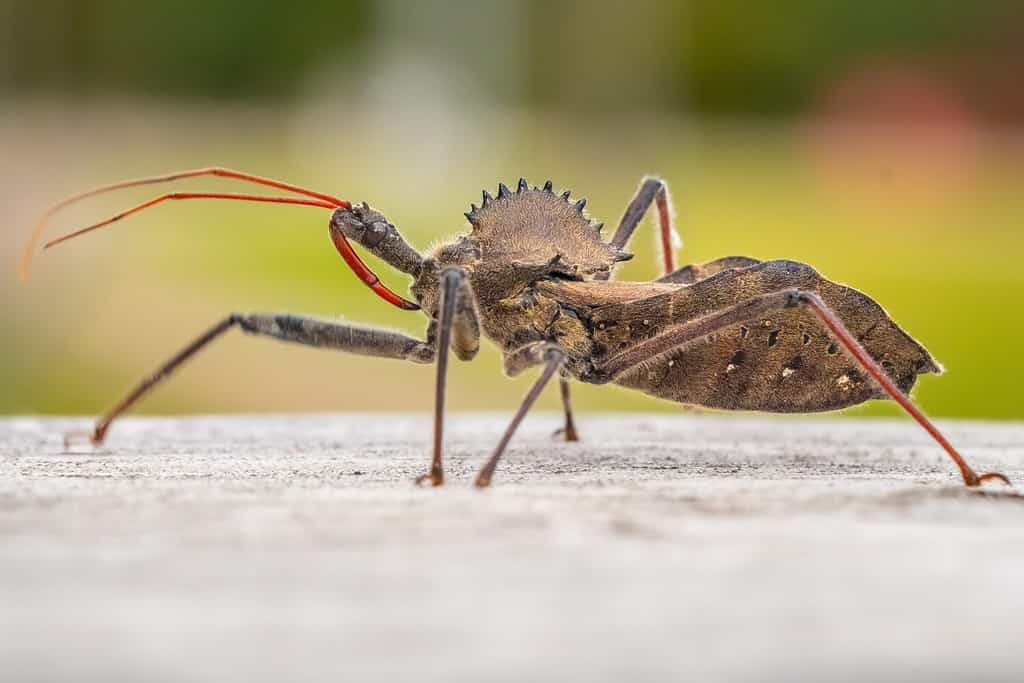 New York's Flying Terrors: The 8 Most Dangerous Animals in the State's Skies