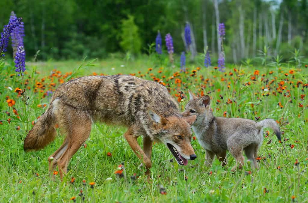 Do Coyotes Bark? Understand the 11 Common Sounds They Make