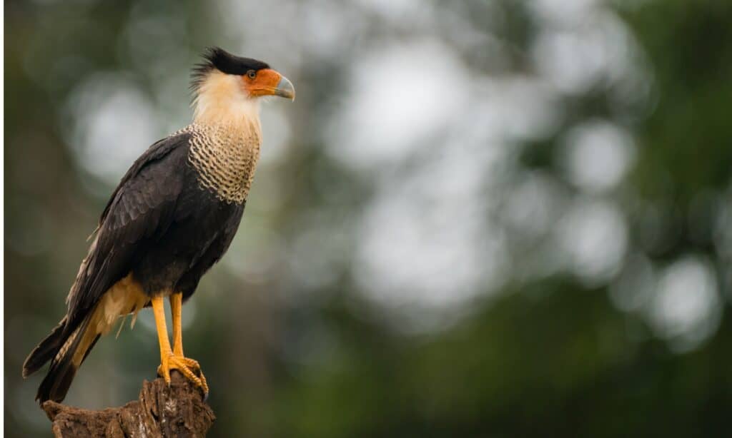 The 4 Types of Falcons That Call Florida Home