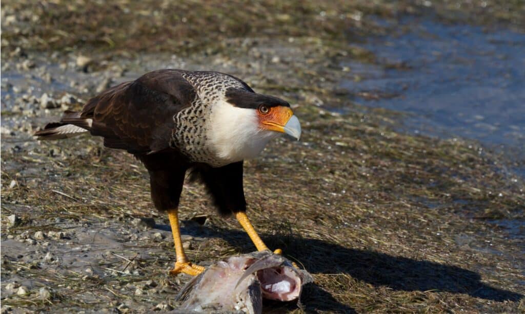 Discover the 27 Largest Flying Birds in Florida