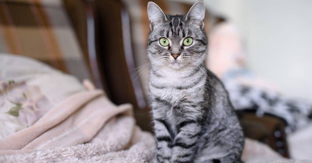 215 Famous Cat Names Everyone Will Recognize