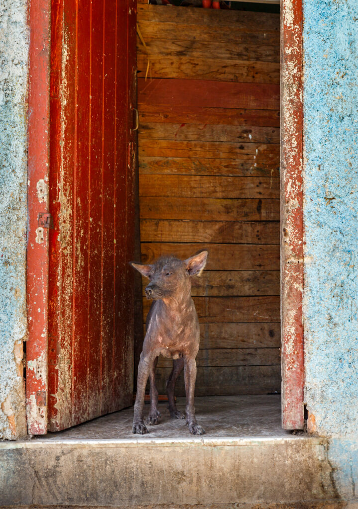 10 Dogs Uglier Than Peanut (The Proclaimed Ugliest Dog in the World)