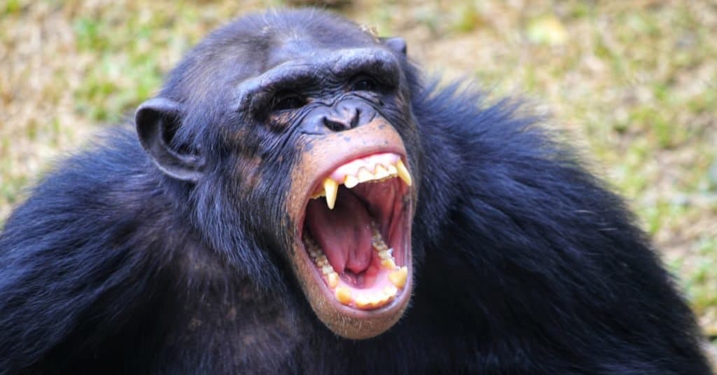 Male vs Female Chimpanzees: 15 Key Differences