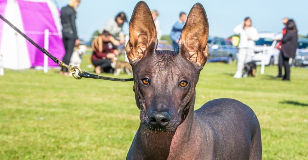 10 Dogs Uglier Than Peanut (The Proclaimed Ugliest Dog in the World)