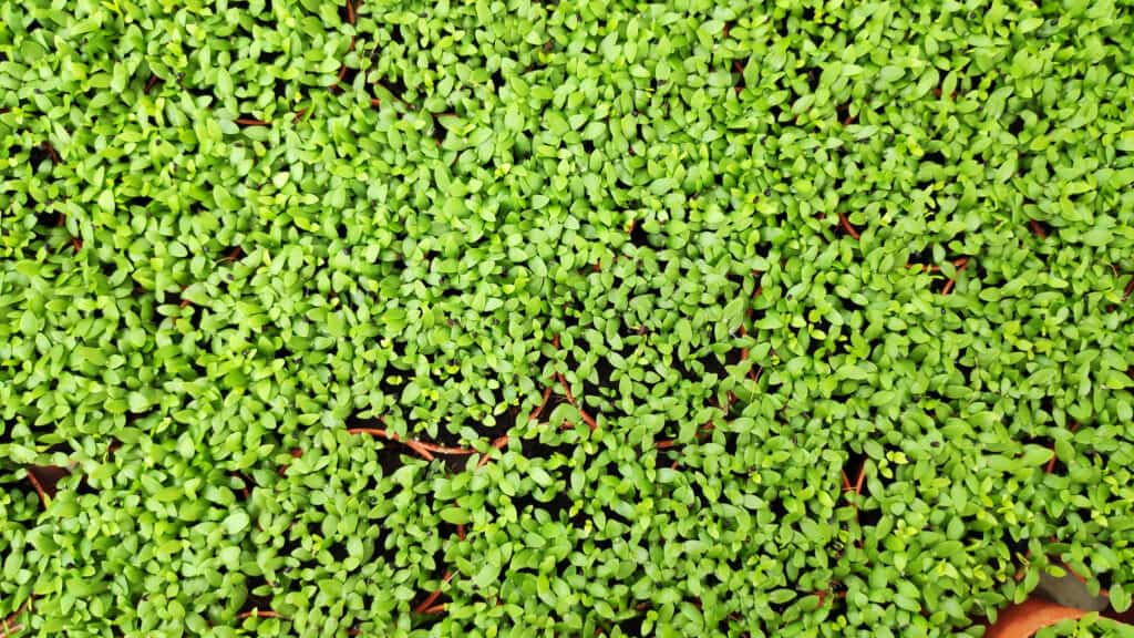 Baby's Tears in Your Lawn: How to Grow, Maintain, and Control Your Turf 