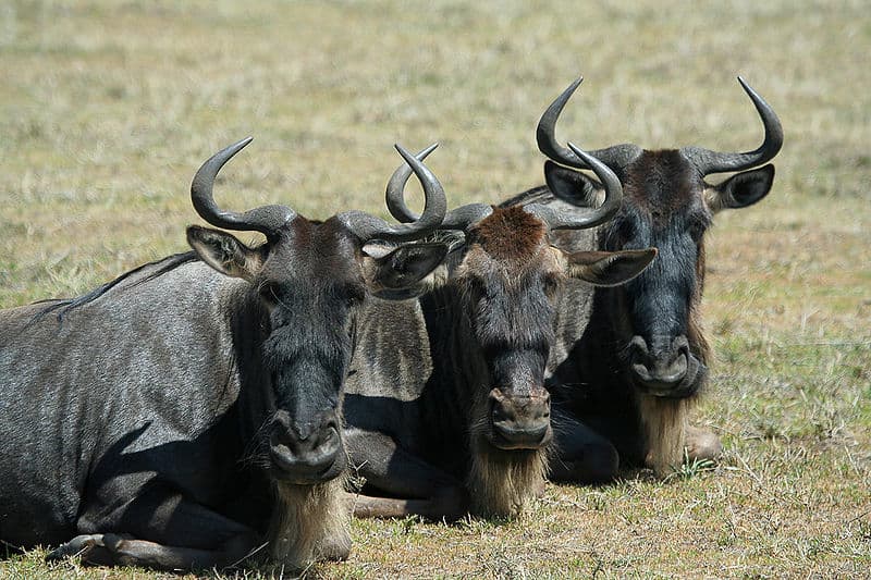 The 15 Most Social Animals Still Roaming the Planet Today