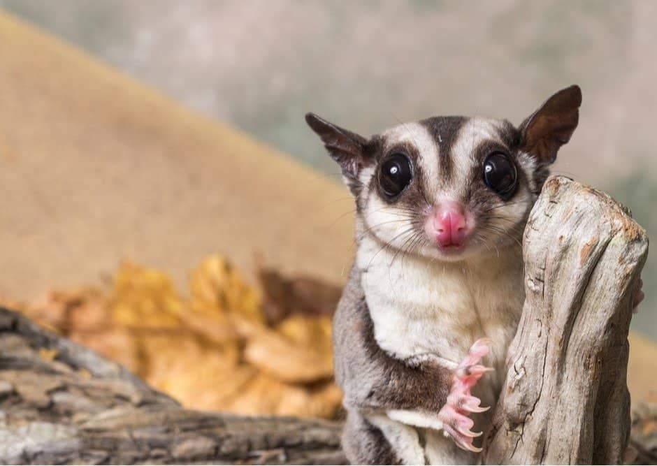 12 Reasons to Avoid Getting a Sugar Glider as a Pet