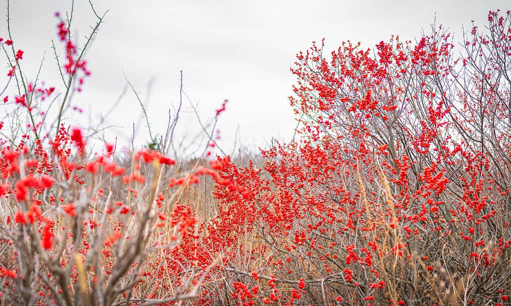 Discover the 10 Best Shrubs to Plant in Ohio (From Flowering to Evergreen!)