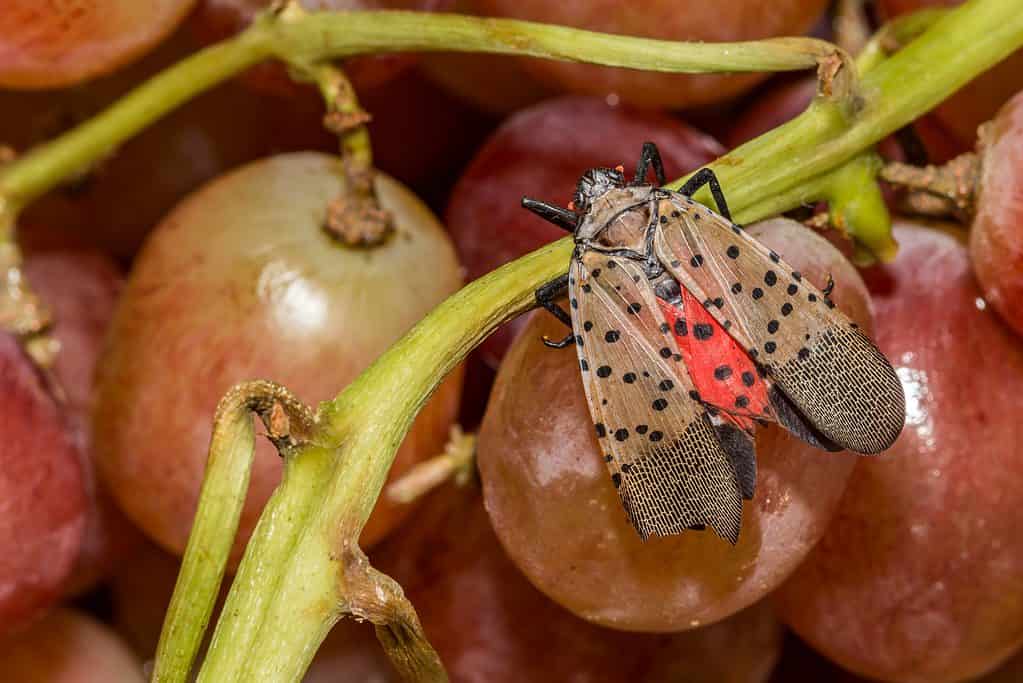 New York's Flying Terrors: The 8 Most Dangerous Animals in the State's Skies