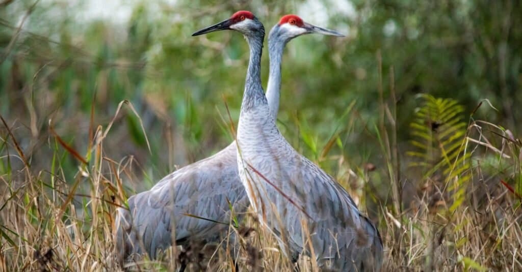 Discover the 27 Largest Flying Birds in Florida