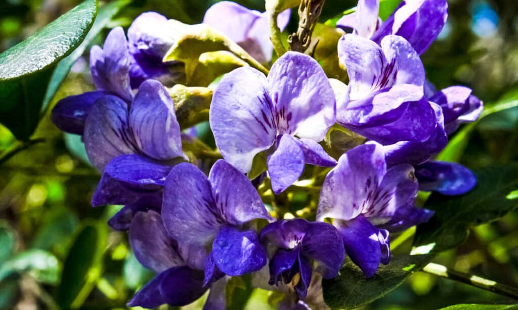 The 11 Best Purple Flowering Trees in Florida