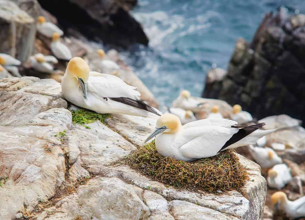 Discover the 27 Largest Flying Birds in Florida