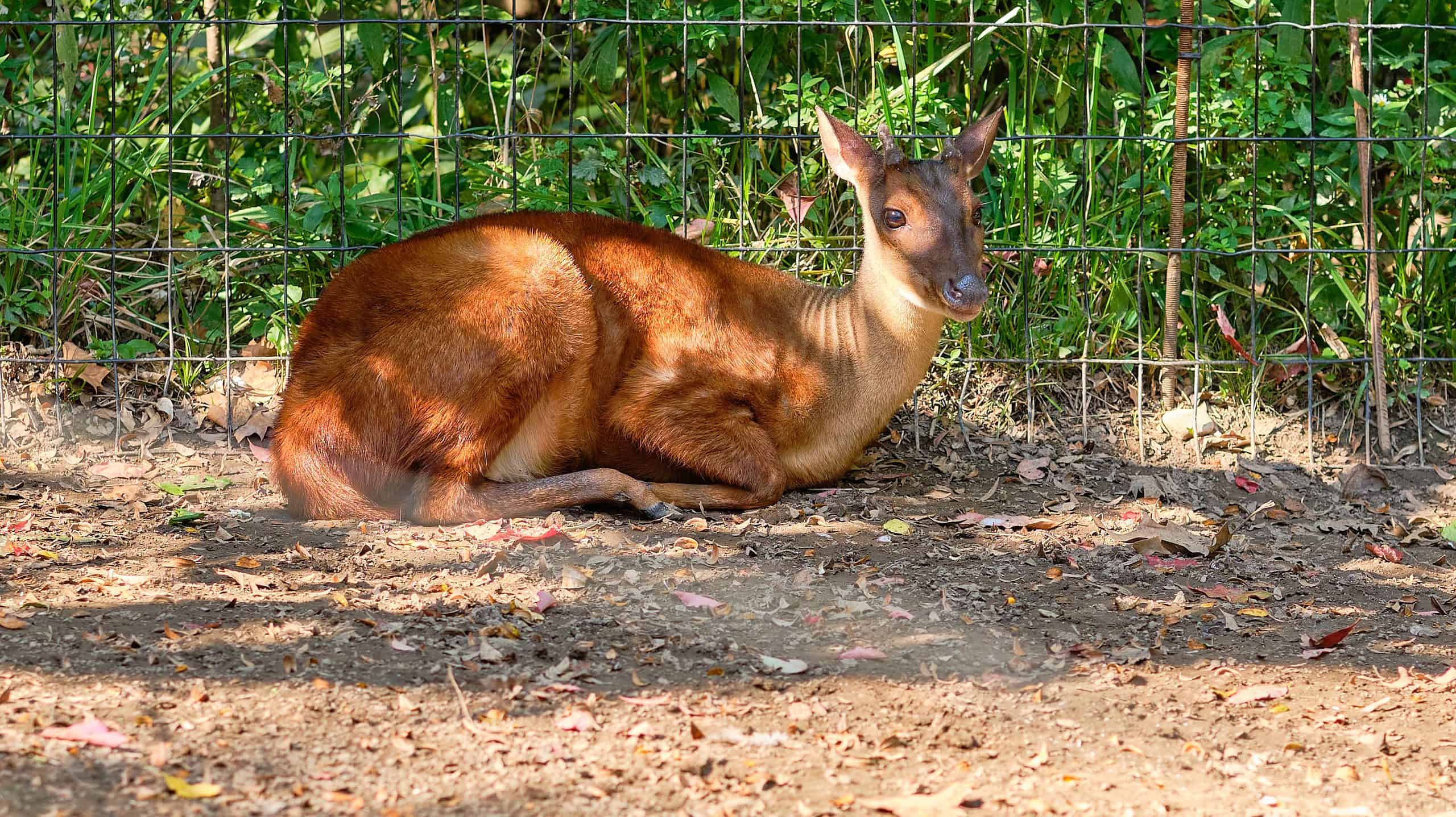 Are Petunias Deer Resistant? 4 Ways to Keep Them Away From Your Flowers