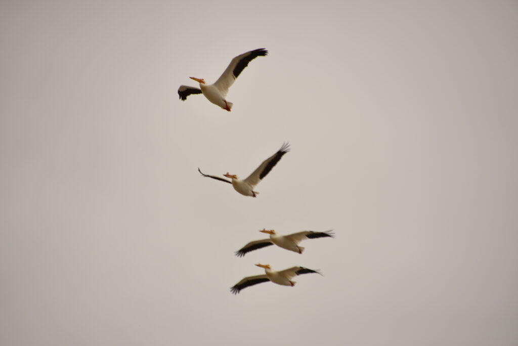 Discover the 27 Largest Flying Birds in Florida