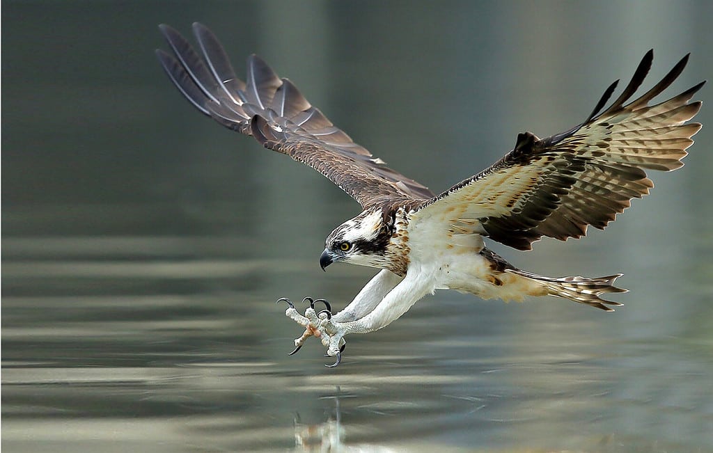 Discover the 27 Largest Flying Birds in Florida