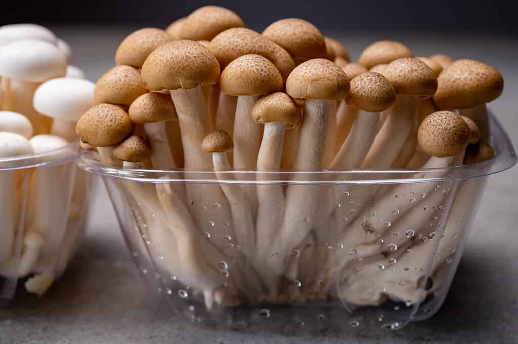 23 Mushrooms that Grow in Clusters