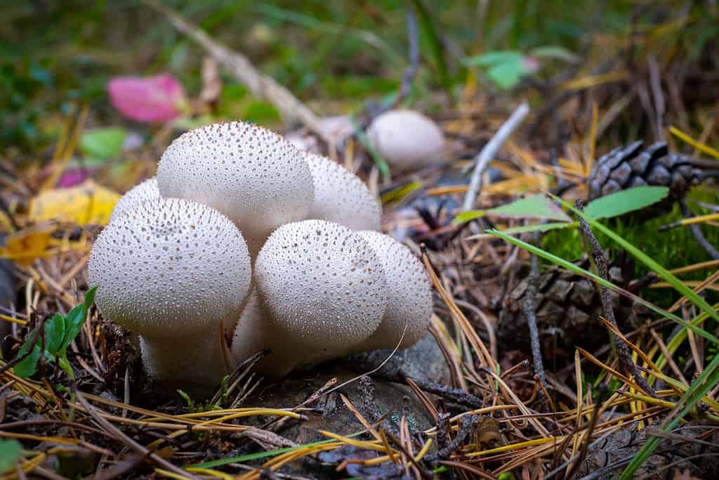 23 Mushrooms that Grow in Clusters