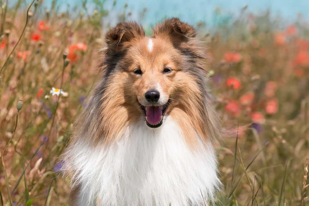 Male vs Female Collie: 5 Key Differences