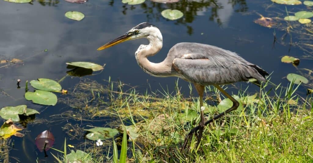 Discover the 27 Largest Flying Birds in Florida