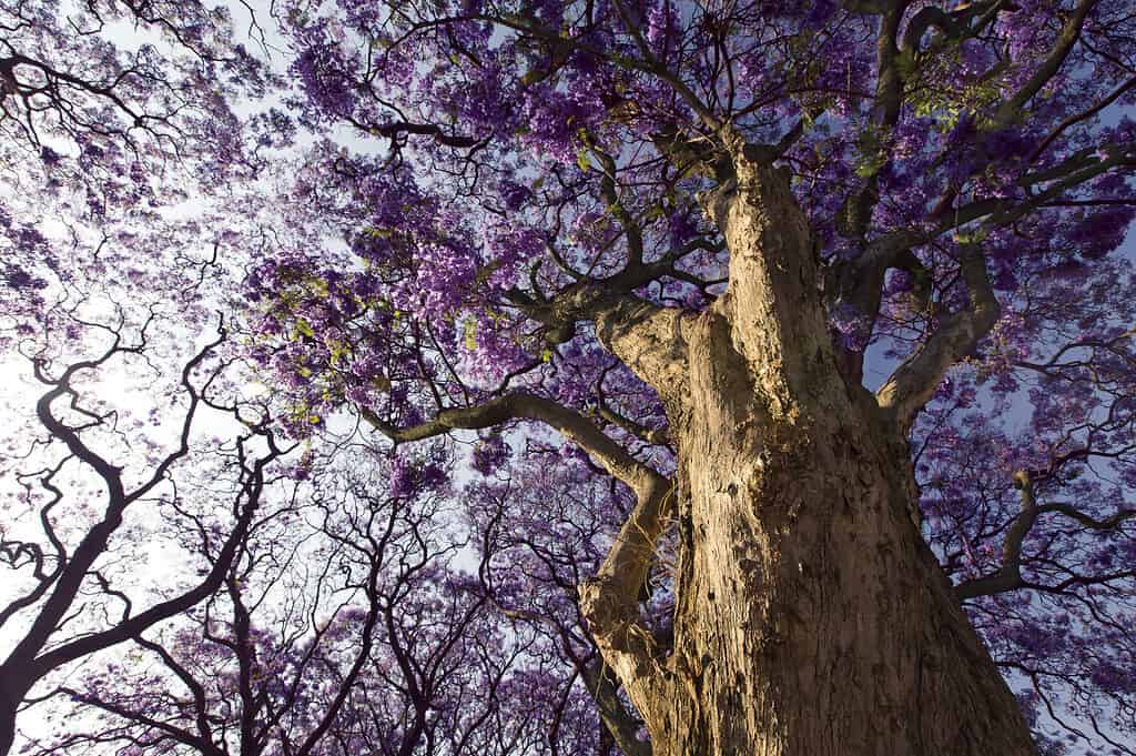 The 11 Best Purple Flowering Trees in Florida