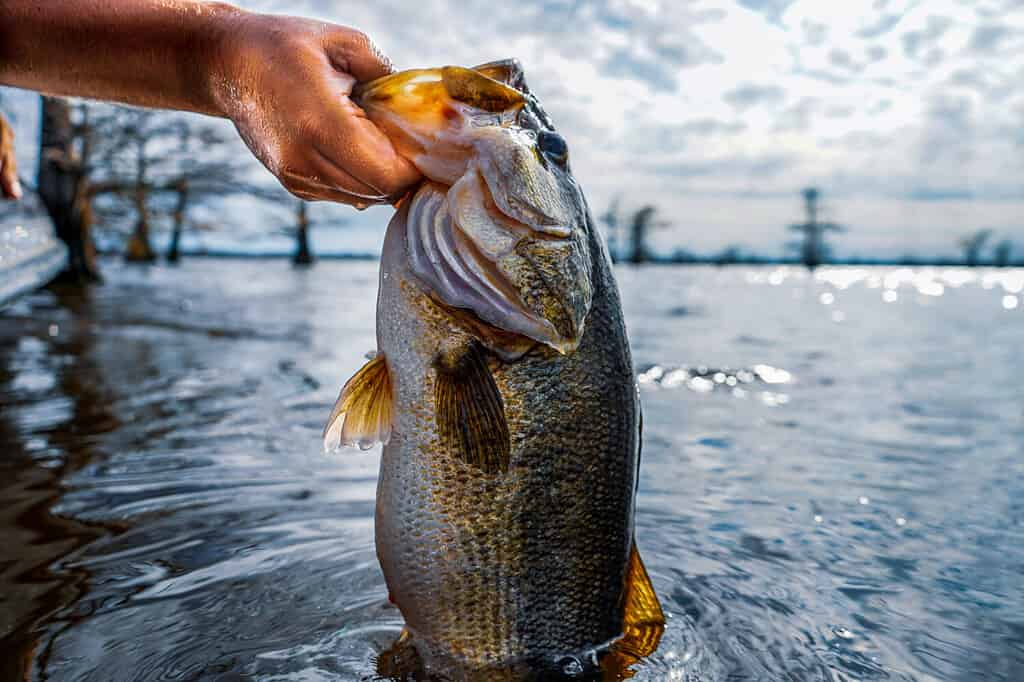 The 18 Largest Fish Ever Caught in New Hampshire