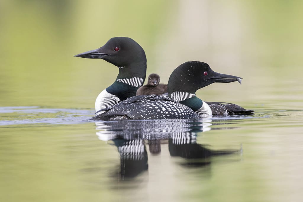 Discover the 27 Largest Flying Birds in Florida