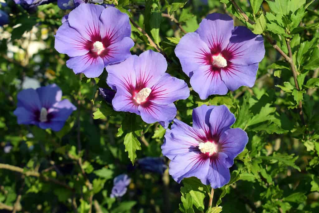 When Do Hibiscus Bloom? Discover Peak Season by Zone