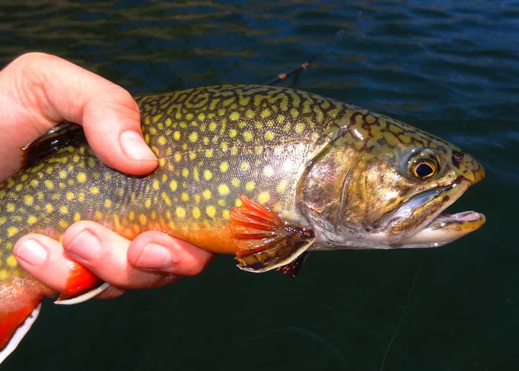 The 18 Largest Fish Ever Caught in New Hampshire