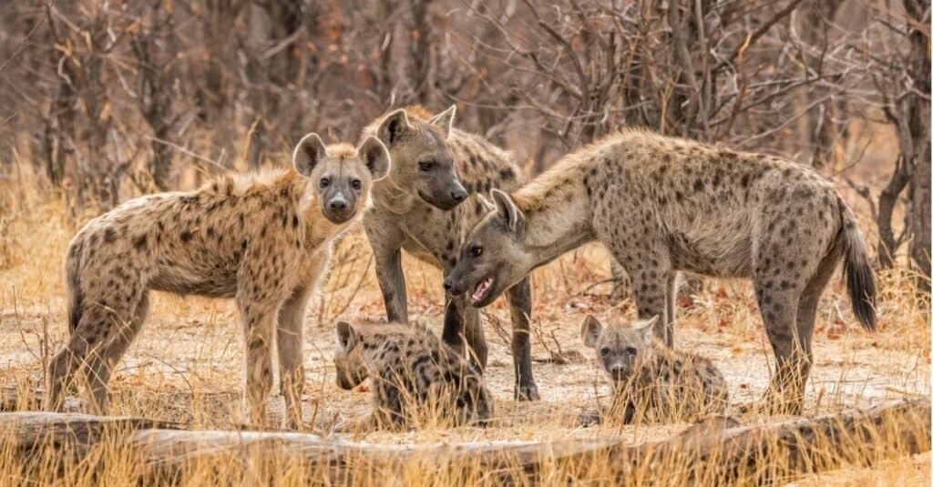 Lions Face Off Against an Entire Pack of Hyenas Who Encircle the Pride