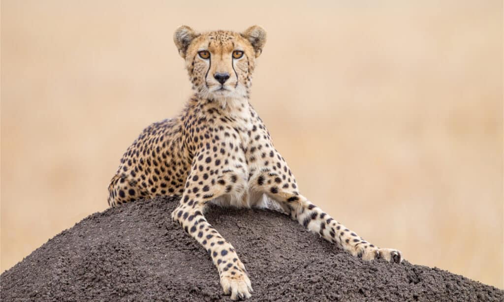 Witness Two Male Cheetahs Physically Wrestle Over Mating a Female Cheetah