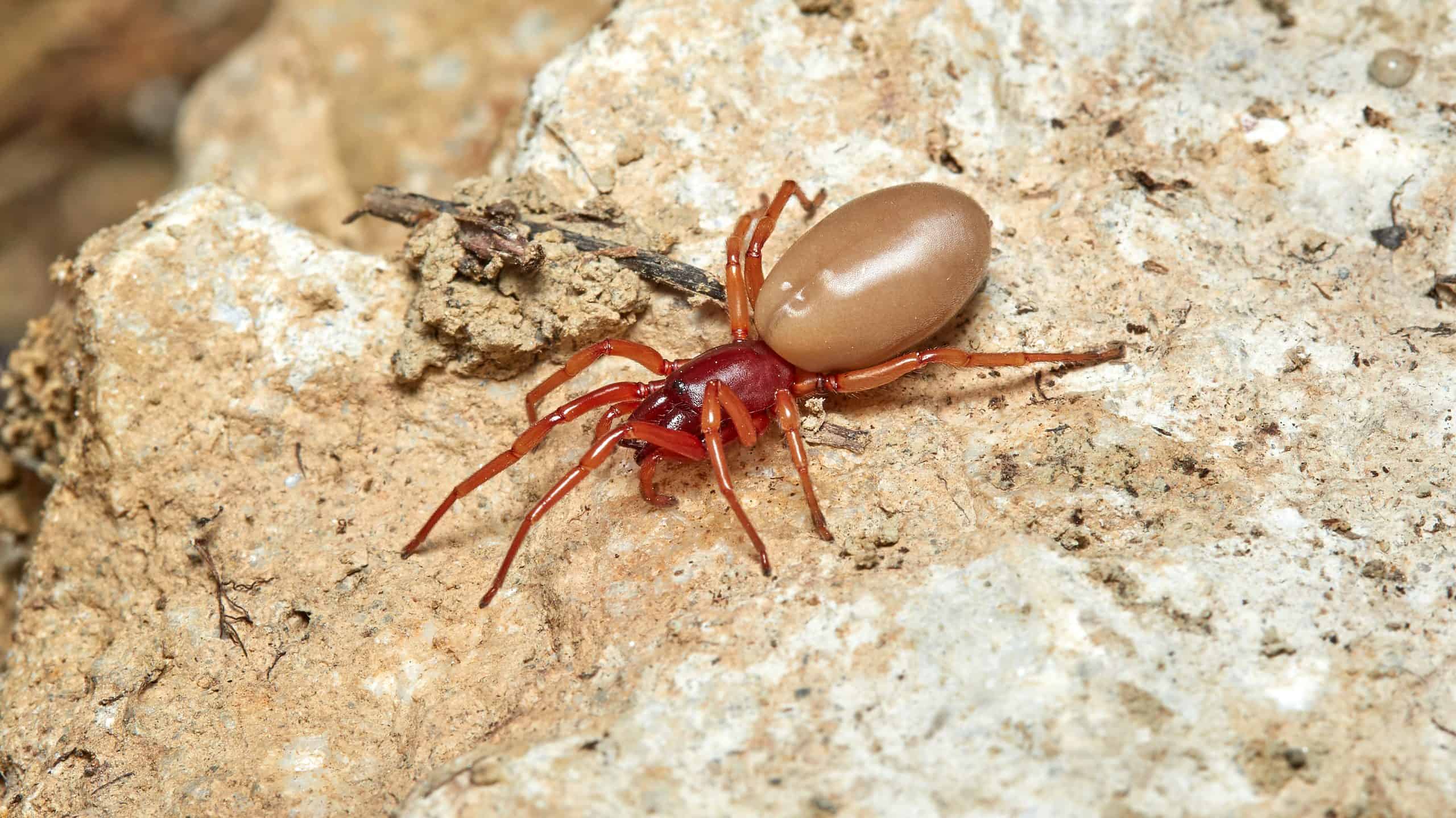 12 Spiders Crawling Around San Antonio