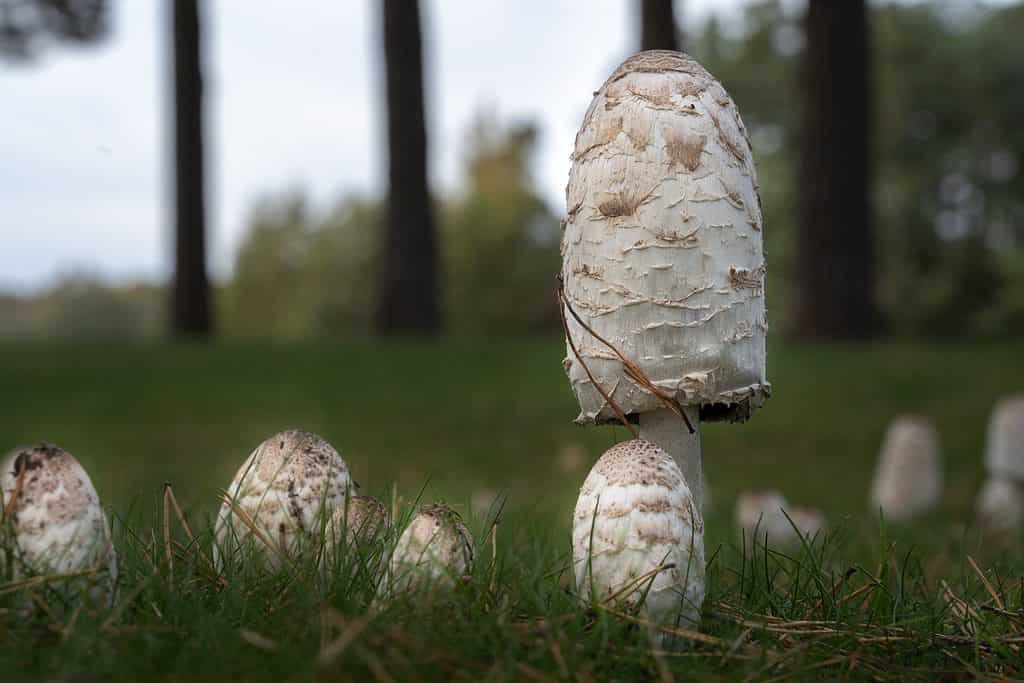 23 Mushrooms that Grow in Clusters