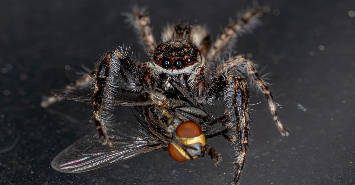 12 Spiders Crawling Around San Antonio