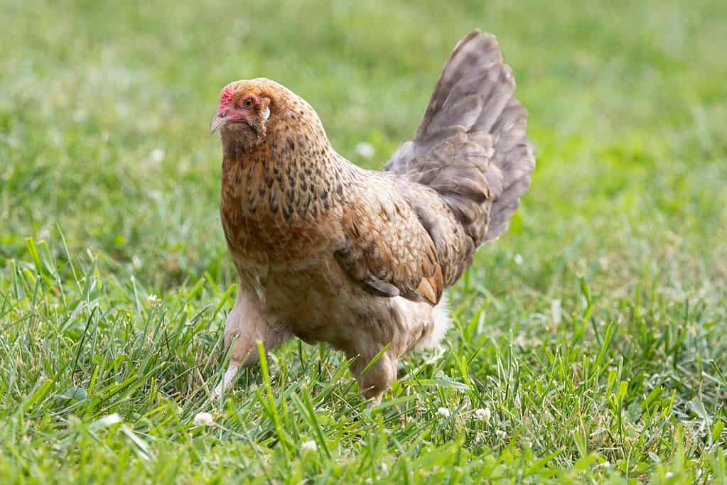 Easter Egger Chicken Lifespan: How Long Do Easter Egger Chickens Live?