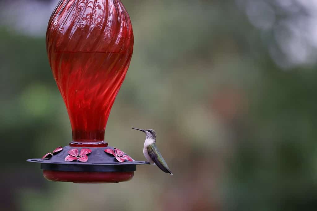 Discover the 12 Types of Bird Feeders to Attract a Variety of Birds to Your Yard