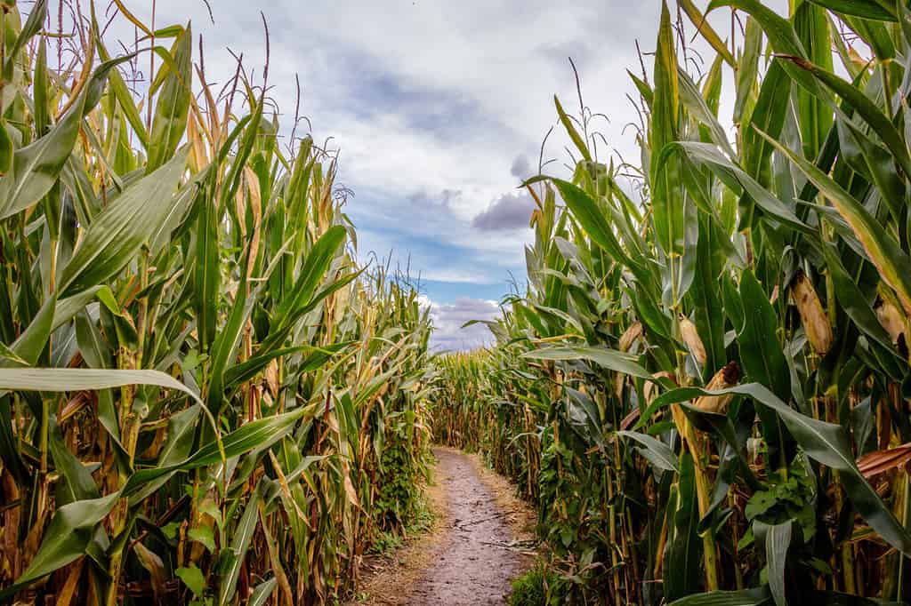 Explore the 8 Best Pumpkin Patches in Michigan For a Great Fall Adventure