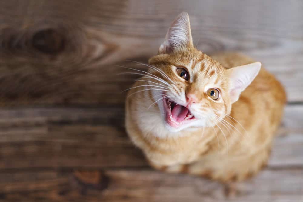 215 Famous Cat Names Everyone Will Recognize