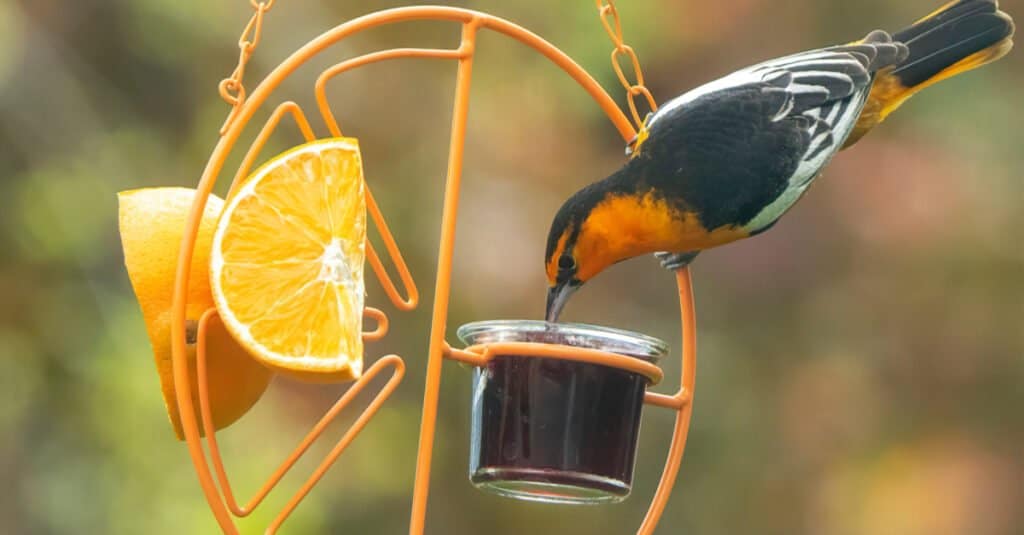 Discover the 12 Types of Bird Feeders to Attract a Variety of Birds to Your Yard