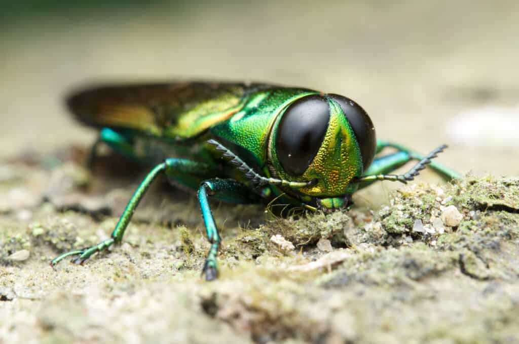 New York's Flying Terrors: The 8 Most Dangerous Animals in the State's Skies